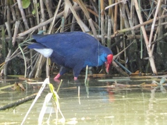 Porphyrio porphyrio