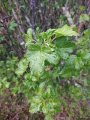 Ribes magellanicum