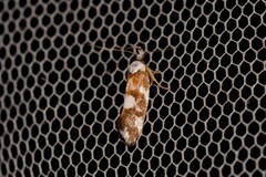 Eulechria thermochroa