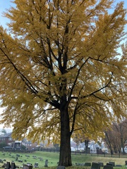 Ginkgo
