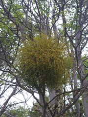 Misodendrum punctulatum