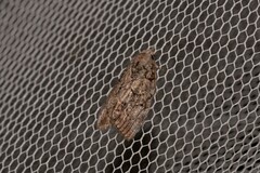 Etanna clopaea