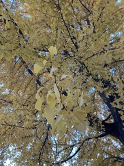 Ginkgo