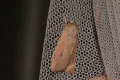 Mythimna convecta