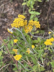 Helichrysum odoratissimum