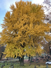 Ginkgo