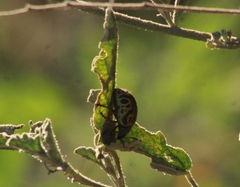 Calligrapha serpentina