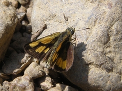 Ampittia dioscorides