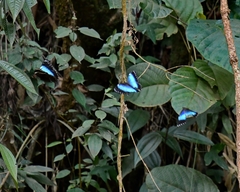 Morpho helenor