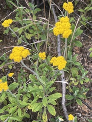 Helichrysum odoratissimum