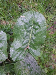 Senecio smithii