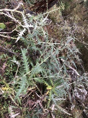 Cirsium taiwanense