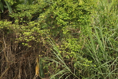 Centropus bengalensis