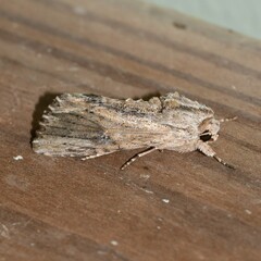 Spodoptera eridania