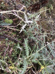 Cirsium taiwanense