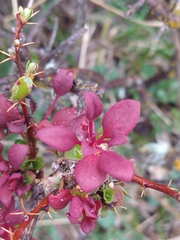 Puccinia magellanica