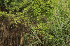 Centropus bengalensis