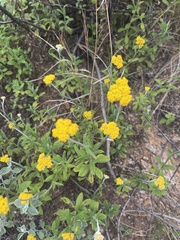 Helichrysum odoratissimum