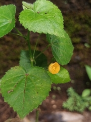 Sida cordifolia