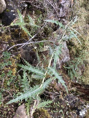 Cirsium taiwanense