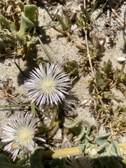 Mesembryanthemum canaliculatum