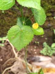 Sida cordifolia
