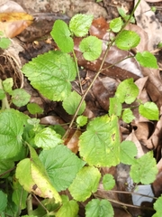 Sida cordifolia