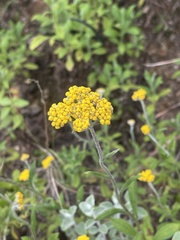 Helichrysum odoratissimum