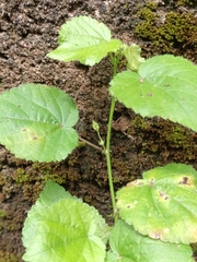 Sida cordifolia