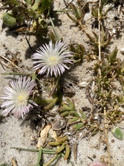 Mesembryanthemum canaliculatum