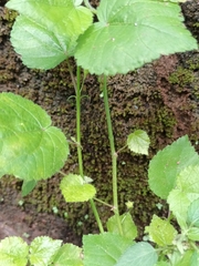 Sida cordifolia