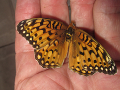 Speyeria edwardsii