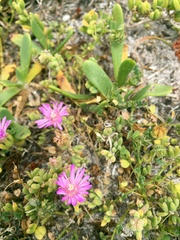 Drosanthemum
