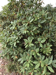 Rhododendron pseudochrysanthum