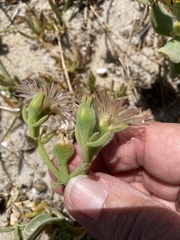Mesembryanthemum canaliculatum