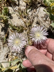 Mesembryanthemum canaliculatum