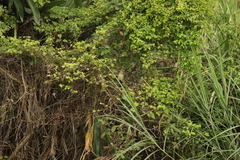 Centropus bengalensis