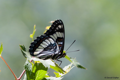 Limenitis weidemeyerii