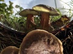 Xerocomellus pruinatus