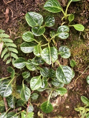 Pyrola morrisonensis