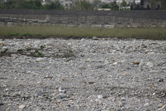 Phasianus colchicus formosanus