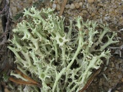 Cladonia uncialis