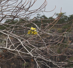 Cochlospermum gillivraei