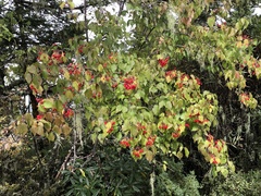 Viburnum betulifolium