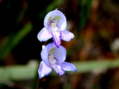 Disa purpurascens
