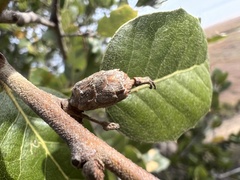 Callirhytis quercussuttoni