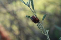 Calligrapha serpentina