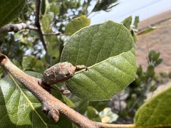 Callirhytis quercussuttoni