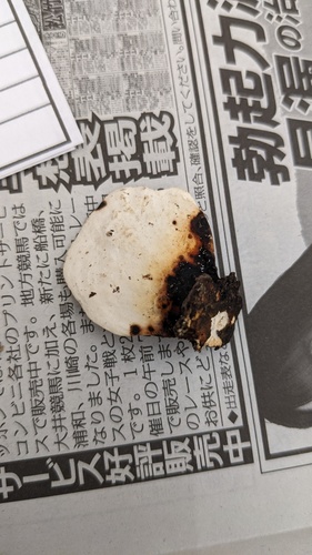 チリメンタケ