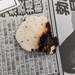 チリメンタケ